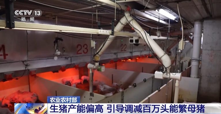 “二师兄”的身价要稳住 猪企开始给猪“减肥”了